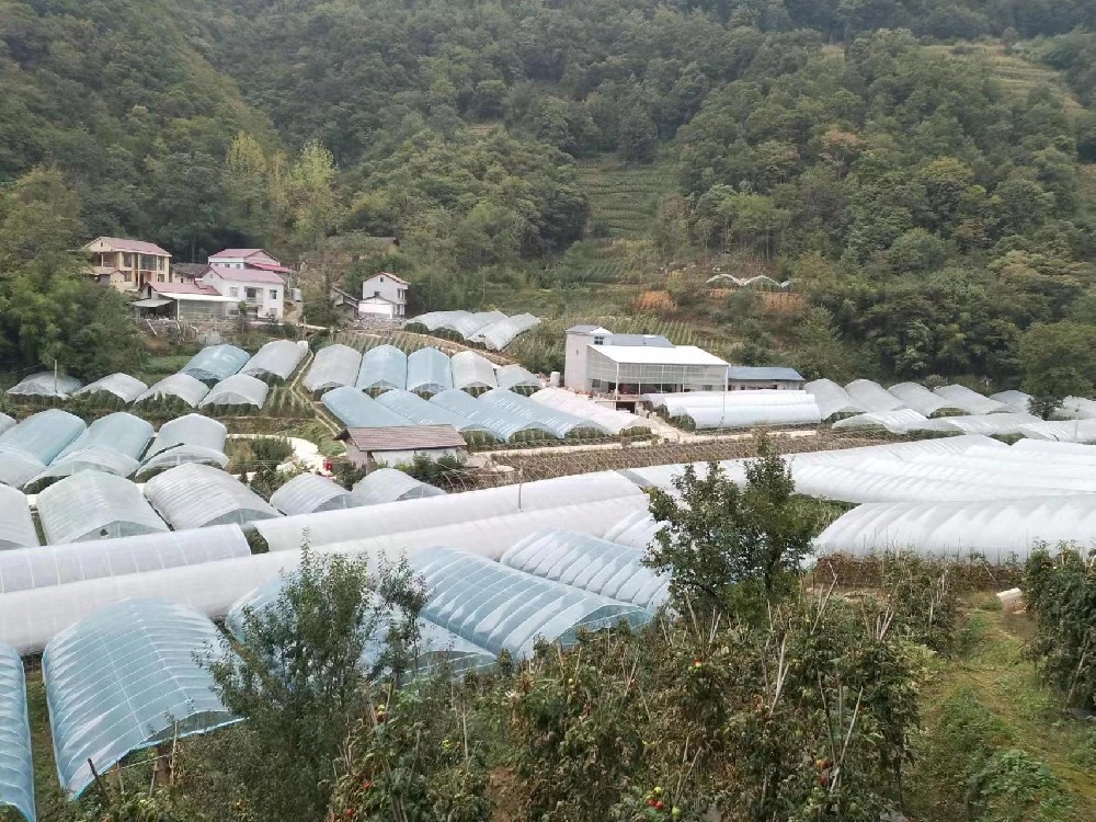 幫蔬菜保溫，讓農戶暖心